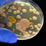 Fungus and Mold Growth Testing Service in Bangalore- BE Analytic Solutions LLP